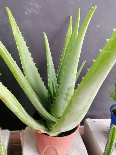 Aloe Vera Taman Herba Gopeng