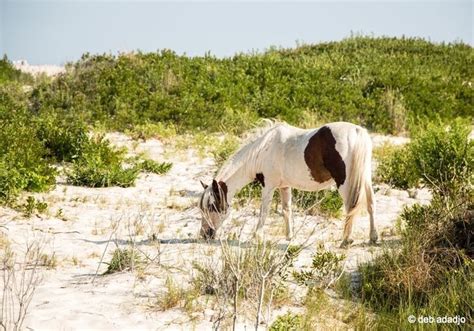 Wild Horses of Assateague Island