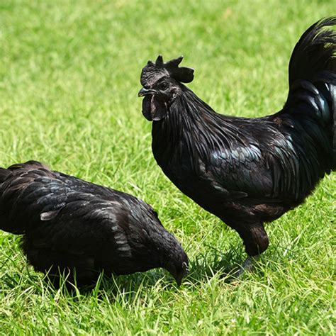 Kadaknath Hen - Jhabua Kadaknath