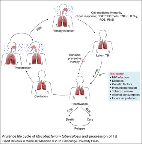 The Life Cycle Of M Tuberculosis Tuberculosis