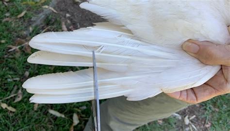 How To Clip A Chickens Wings Dine A Chook