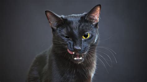 Why Are Black Cats Considered Bad Luck