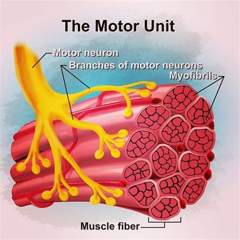 What Is Muscle Hypertrophy And Why It’s Important For You To Know ...