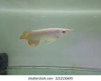 Arowana Fish Tank White Background Stock Photo 2212150695 | Shutterstock