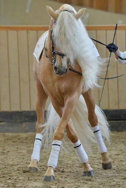 Palomino Friesan Horses Dressage Horses Haflinger Horse