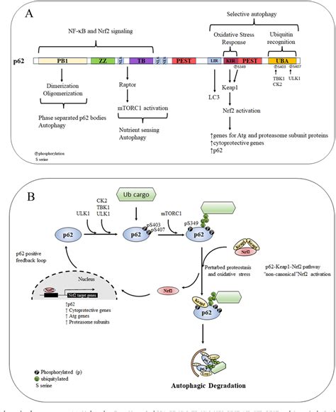 Figure From The Converging Roles Of Sequestosome P In The