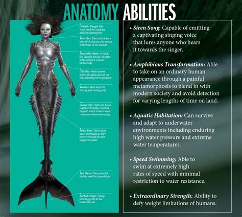 Mermaid Tail Anatomy