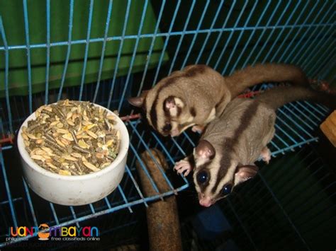 Exotic pets Sugar Gliders try the thrill of a new hobby