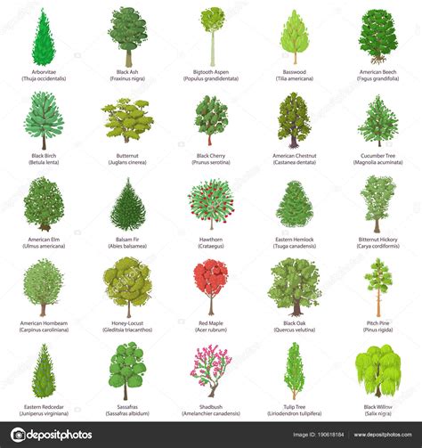 Top 19 mejores tipos de arboles pequeños y sus nombres en 2022