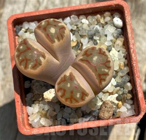 SHPR11765 Lithops dorotheae Select form Кактус онлайн