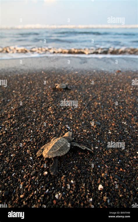 Hatchling Olive Ridley Turtles Crawl To Ocean After Emerging From Nest