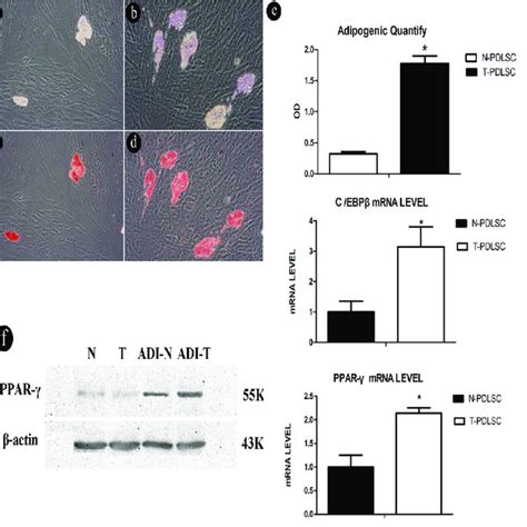 Comparison Of Lipid Droplets Formation Between Normal Cell And