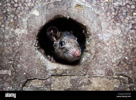 Rats Are Holy At Karni Mata Temple Rat Temple In Deshnok Rajasthan