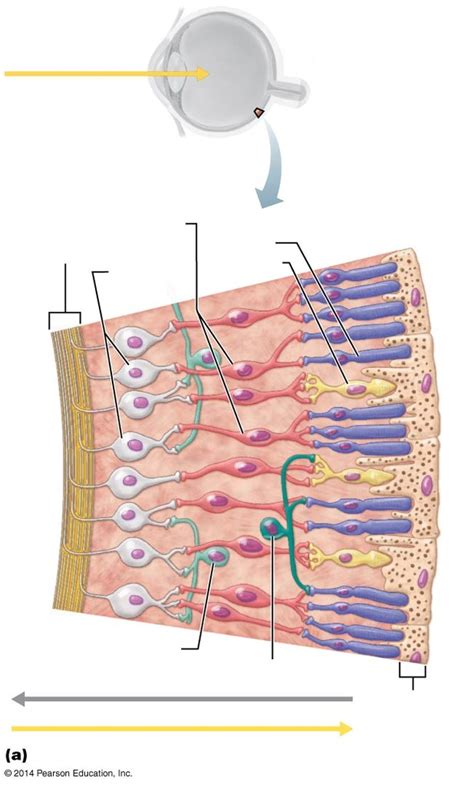 Visual System Microscopic Anatomy Of The Retina Diagram Quizlet