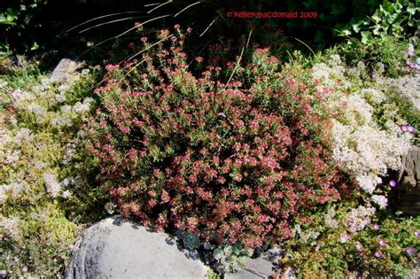 Plantfiles Pictures Crassula Species Bonsai Crassula Crassula Sarcocaulis By Kell