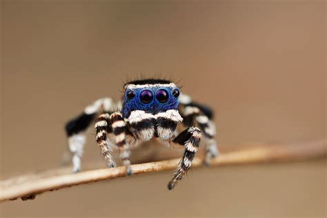 Dancing Peacock Spider Size / Two New Species Of Peacock Spiders Discovered In Australia Biology ...