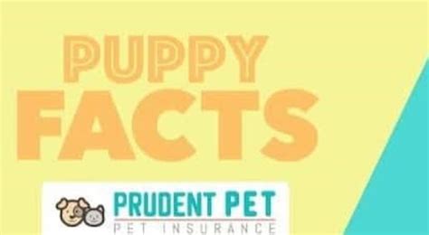 Puppy Facts and Dog Pregnancy Information - Prudent Pet Insurance