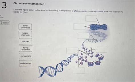 Solved Chromosome Compaction Label The Figure Below To Chegg