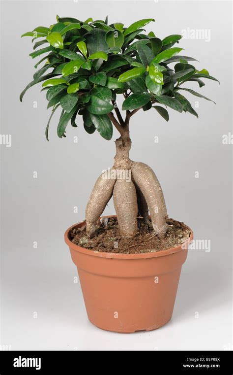 Ficus Microcarpa Ginseng Bonsai Tree In A Pot Stock Photo Alamy