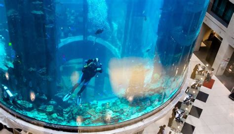 Video Hundreds Of Fish Die As Huge Berlin Aquarium Bursts