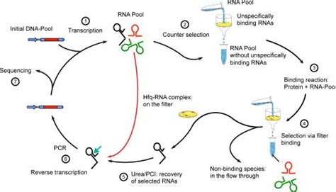 Schematic Representation Of The SELEX Procedure Genomic Aptamers Are