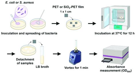 A Schematic Illustration Of The Antibacterial Assay Created With