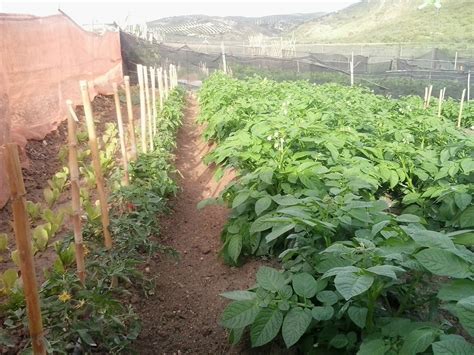 Cómo sembrar y plantar Patatas en el Huerto Tuhuertoencasa net