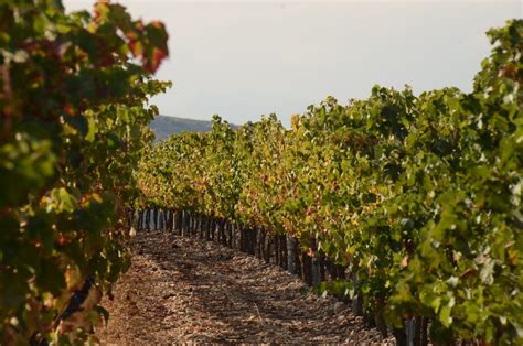 What Are The Stages Of A Vineyard El Coto De Rioja