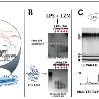 (PDF) Lipopolysaccharide (LPS) and Protein-LPS complexes: Detection and ...