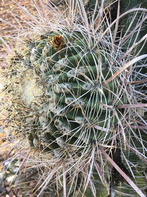 20 Barrel Cactus Seeds Fishhook Barrel Cactus Seeds Grow | Etsy