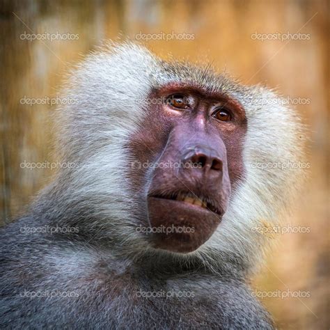 Baboon monkey Stock Photo by ©jurra89 35052893