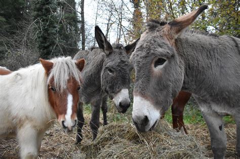 Pferde Esel Shetland Pony Gruppe Kostenloses Foto Auf Pixabay Pixabay