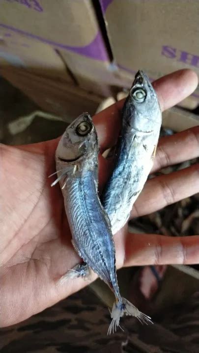 Ikan Asin Kenaren Rebus Kembung Rebus Murah 1kg Lazada Indonesia