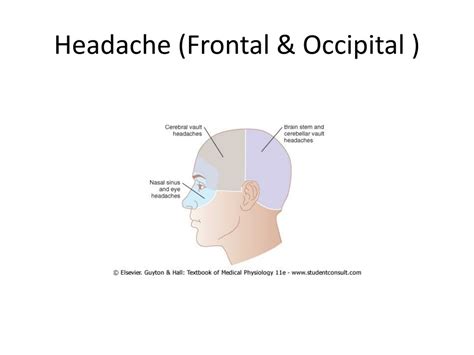 PPT - Pain pathophysiology/ Referred pain PowerPoint Presentation, free