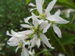 Wildobstschnecke Elaeagnus Umbellata Marzahne Schirm Lweide