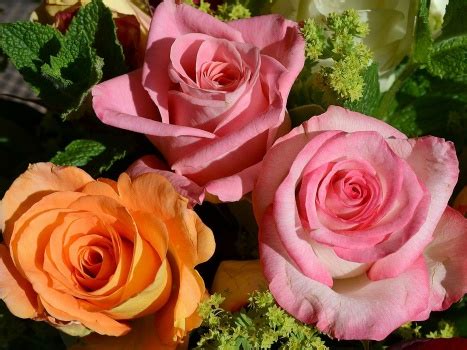 Solve Roses Jigsaw Puzzle Online With 594 Pieces