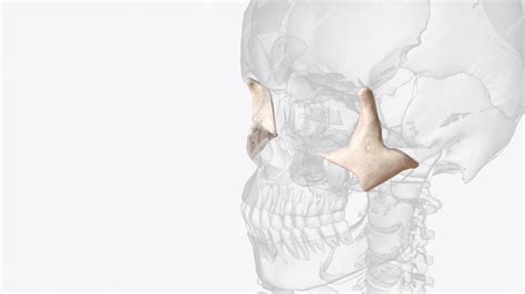 Premium Photo The Zygomatic Bone Or Zygoma Is A Paired Irregular Bone