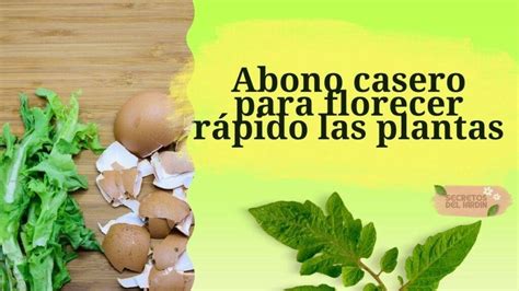 Abono casero para florecer rápido las plantas Academia Gratuita