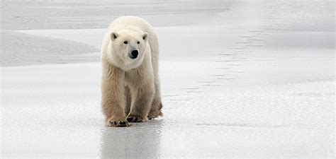 “New” Greenland Polar Bears Found