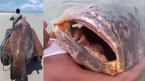 Gigante dos Mares peixe de 300 kg é encontrado morto em praia no