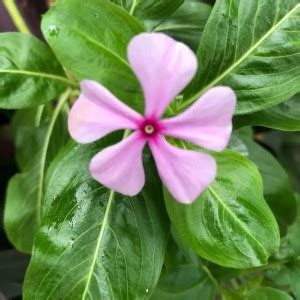 Platis Organic Vinca Flower Plant Seed Price In India Buy Platis