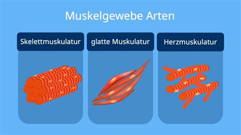 Gewebearten Menschliches Gewebe Im Berblick Mit Video