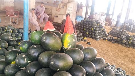 Terbooz Watermelon Season Started In Pakistan Terbooz Price Review