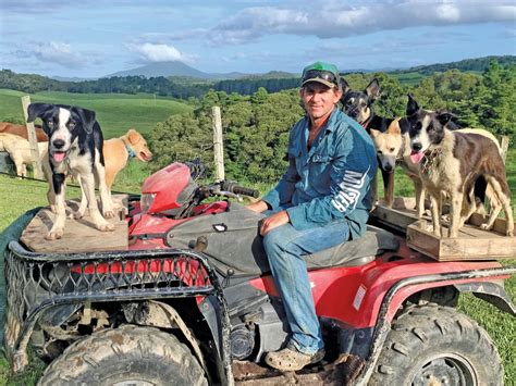 Fnq Working Dogs Muster The Big Money The Express Newspaper Mareeba