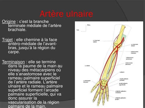 PPT II VASCULARISATION DU MEMBRE SUPERIEUR PowerPoint Presentation