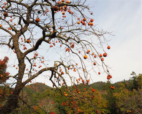 Persimmon Tree Identification Guide - Minneopa Orchards