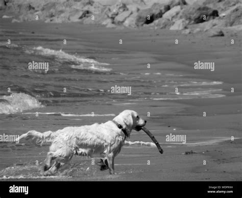 Dog Stick Mouth Hi Res Stock Photography And Images Alamy