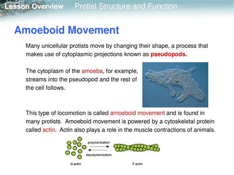 Amoeboid Motion