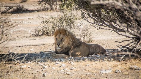 Namibia,wildlife,africa,etosha,landscape - free image from needpix.com