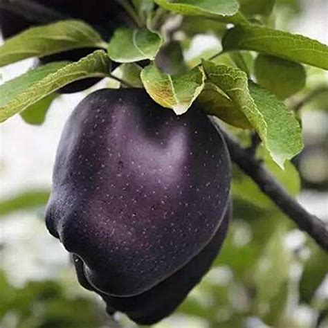 Buy ZLKING 50Pcs English Rare Black Apple Seed Bonsai Black Diamond